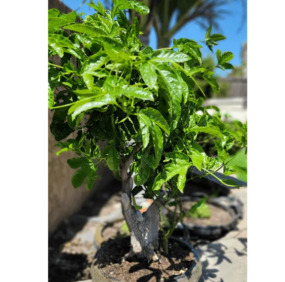 Christina 生活嫻情