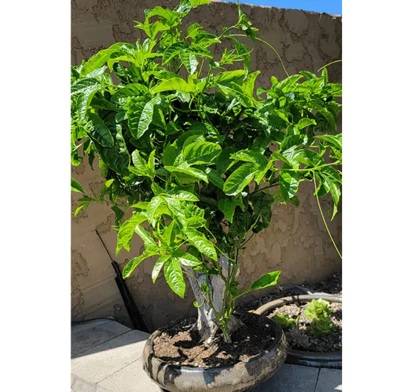 Christina 生活嫻情