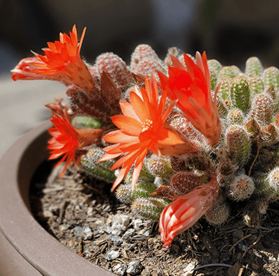 Christina 生活嫻情