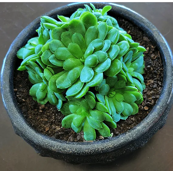 Christina 生活嫻情