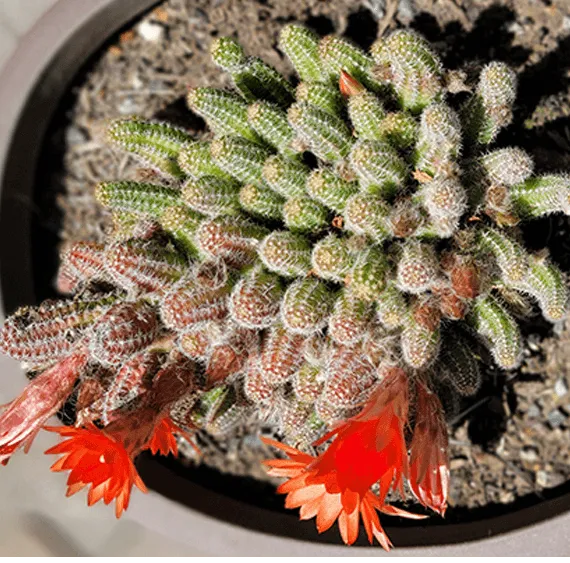 Christina 生活嫻情