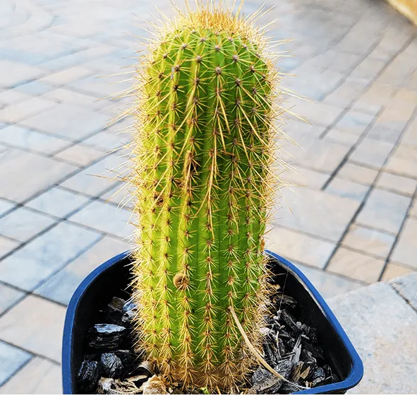 Christina 生活嫻情