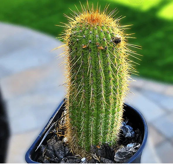 Christina 生活嫻情