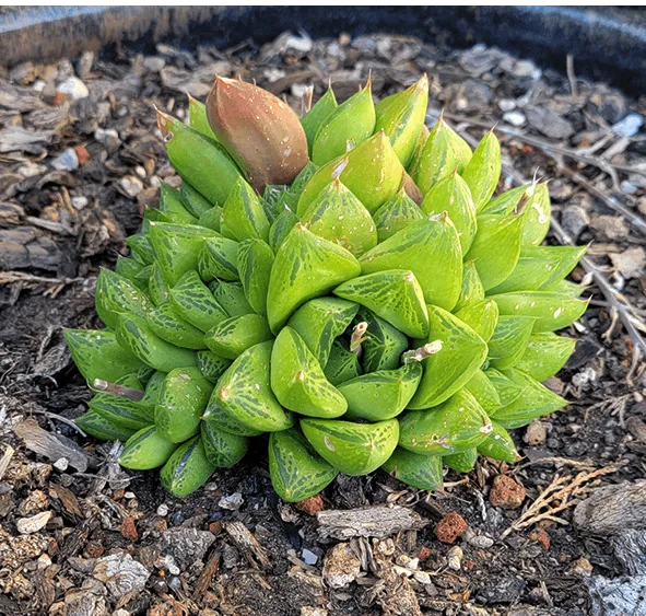 Christina 生活嫻情