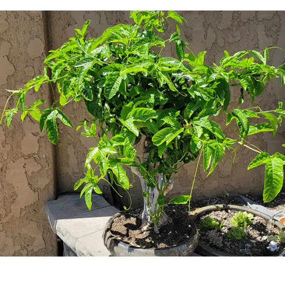 Christina 生活嫻情