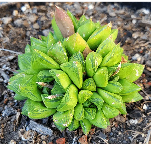 Christina 生活嫻情