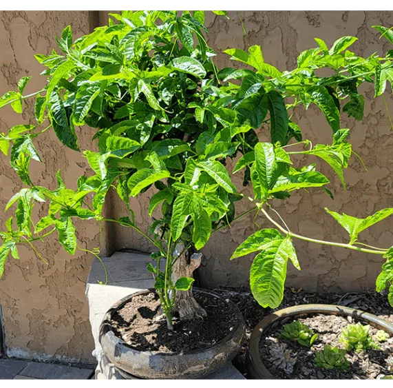 Christina 生活嫻情