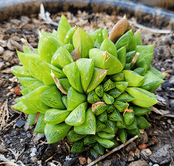 Christina 生活嫻情