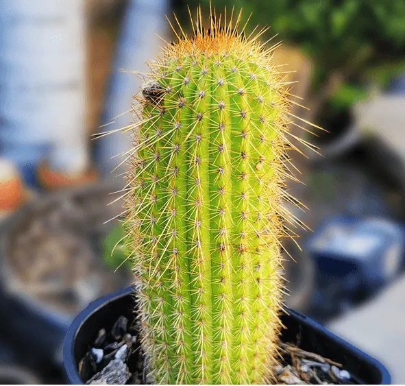 Christina 生活嫻情