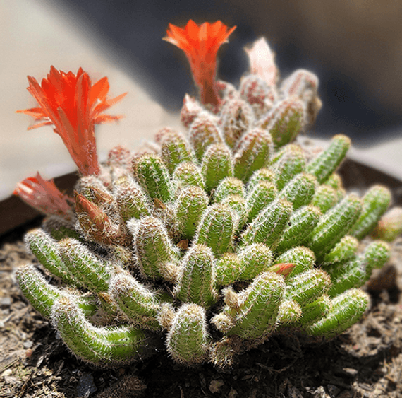 Christina 生活嫻情