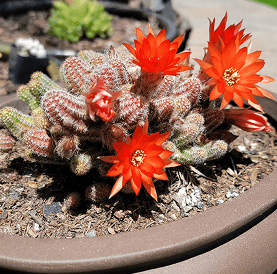 Christina 生活嫻情