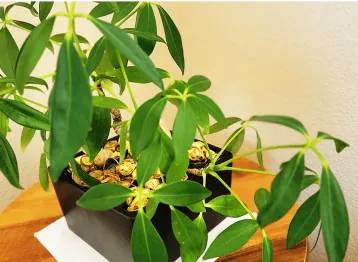 Christina 生活嫻情