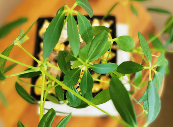 Christina 生活嫻情