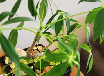 Christina 生活嫻情